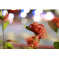 RF 28-70 mm F2.8 IS STM Canon